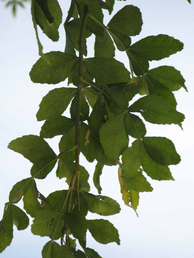              Shade leaves (Winter Haven, FL)       
